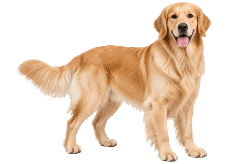 Animal photo with the background removed